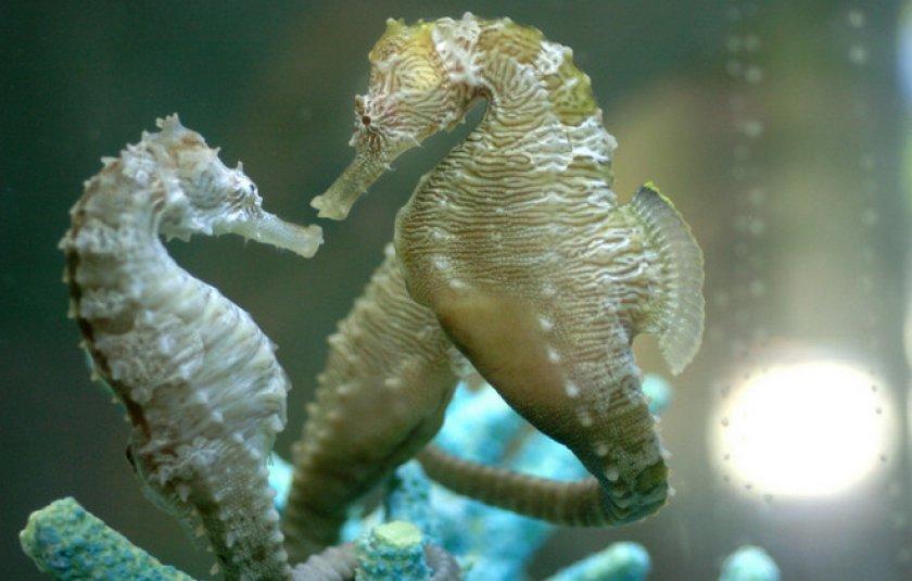 Морской конек это животное. Короткомордый морской конек. Моркие кон. Морской конек маленький. Редкие морские коньки.
