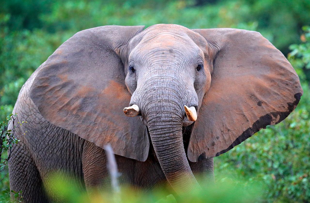 Ухо африканского слона. Слоны. Африканский слон. Животные с бивнями. Хобот африканского слона.