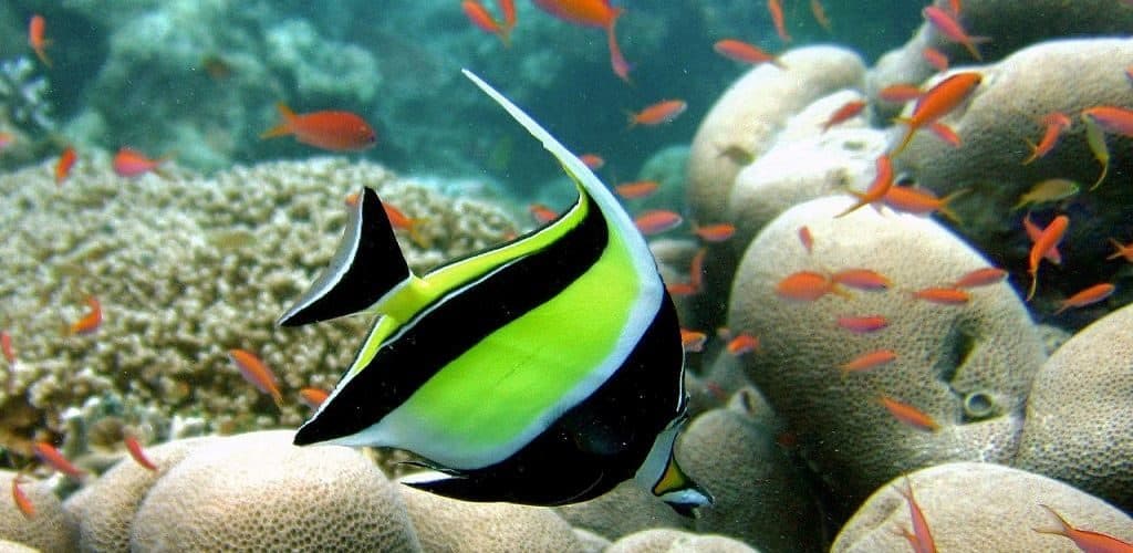 Moorish Idol группа