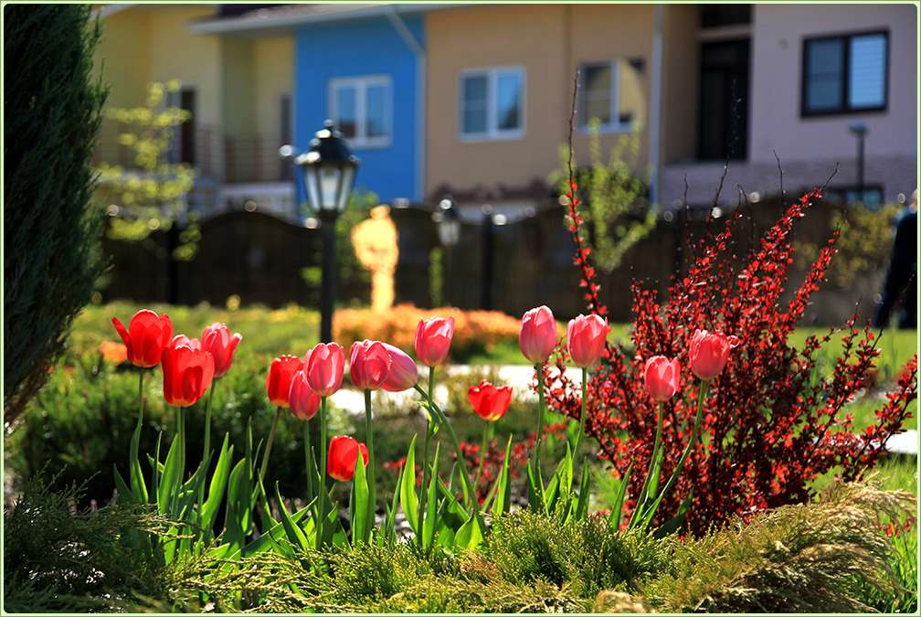 Тюльпаны в саду ландшафтный дизайн фото